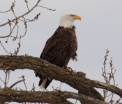 2016 01 30 RedWing 004